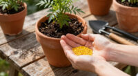 15 Best Marigold Seeds in 2026 — The Ultimate Guide for Vibrant Gardens