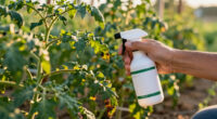 6 Vegetable Diseases To You'll See In July – Treat Them Now Before They Ruin Your Crops