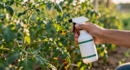 6 Vegetable Diseases To You'll See In July – Treat Them Now Before They Ruin Your Crops
