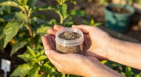 7 Best Stevia Seeds in 2026