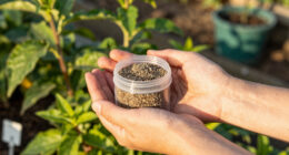 7 Best Stevia Seeds in 2026