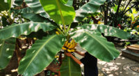 9 Best Banana Plants for Gardens in 2026