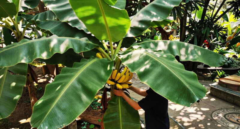9 Best Banana Plants for Gardens in 2026