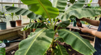 Bananas Sprout In Rayleigh Garden UK After 15 Years