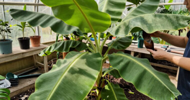 Bananas Sprout In Rayleigh Garden UK After 15 Years