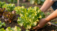 Grow Tasty Lettuce Even in the Heat of Summer – 6 Heat-Tolerant Varieties and Expert Tricks Will Keep Harvests Coming All Summer