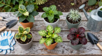 Move Over, Petunias – These 5 Container Pick-Me-Ups Are Better For Revamping Your Tired Summer Pots