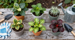 Move Over, Petunias – These 5 Container Pick-Me-Ups Are Better For Revamping Your Tired Summer Pots