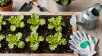 Planting lettuce in the fall: Tips for a bigger, better harvest