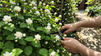 The Heat-Loving Climber That Fills Your Garden With Jasmine Scent All Summer (And Hummingbirds Love It)