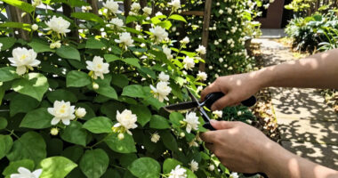 The Heat-Loving Climber That Fills Your Garden With Jasmine Scent All Summer (And Hummingbirds Love It)