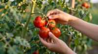 What to Do With Tomatoes in July to Keep the Harvests Coming – 6 Vital Tasks for More Fruit and Fewer Problems