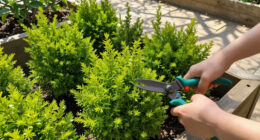 10 Best Fast-Growing Shrubs in 2026