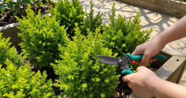 10 Best Fast-Growing Shrubs in 2026