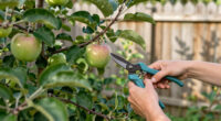 11 Best Fruit Trees for Small Yards in 2026