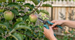 11 Best Fruit Trees for Small Yards in 2026