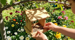 15 Best Bird Feeders in 2026