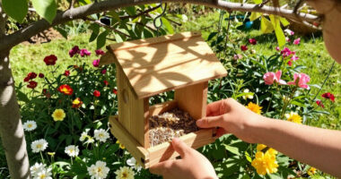 15 Best Bird Feeders in 2026