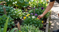 6 Best Native Perennial Plants in 2026