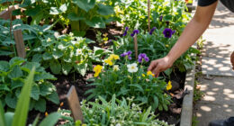 6 Best Native Perennial Plants in 2026