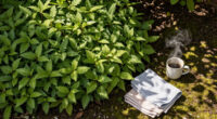 Forget Patchy Grass! This Pretty Ground Cover Could Transform Your Shady Garden With Very Little Effort