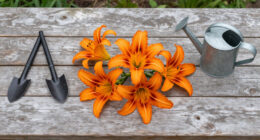How To Get A Second Flush Of Flowers From Your Daylilies – Plus, This Easy Trick Keeps Plants Looking Fresh