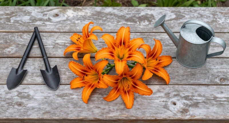 How To Get A Second Flush Of Flowers From Your Daylilies – Plus, This Easy Trick Keeps Plants Looking Fresh