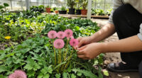 I Used To Hate Dandelions – Until I Discovered The Pretty Pink Version Designers Love