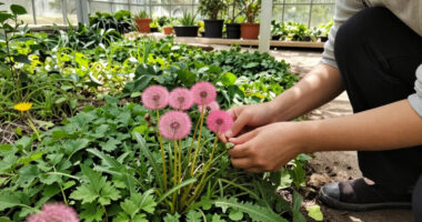 I Used To Hate Dandelions – Until I Discovered The Pretty Pink Version Designers Love