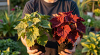 Plant Matchmaker: Combine These Two Gorgeous Perennials For A Dreamy Display That Shines Through Fall