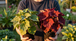 Plant Matchmaker: Combine These Two Gorgeous Perennials For A Dreamy Display That Shines Through Fall