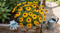 These Black-Eyed Susan Varieties Flower Even Longer Than Goldsturm For Bonny Blooms All Through Fall