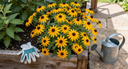 These Black-Eyed Susan Varieties Flower Even Longer Than Goldsturm For Bonny Blooms All Through Fall