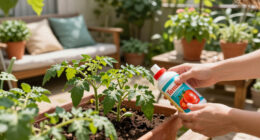 Weekend Win: Boost Patio Containers With Tomato Feed To Encourage A Last Flush Of Flowers