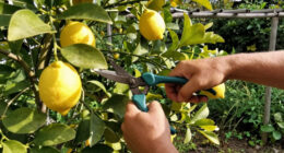 What Lemon Trees Need In August: 5 Easy Tasks That Guarantee Juicy Harvests In The Coming Months