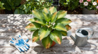 Why Are My Hosta Leaves Turning Brown? How To Read The Damage And Fix It Fast