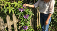 Why I Let My Passionflower Take Over My Fence (And It's Not Just Because It Looks So Good)