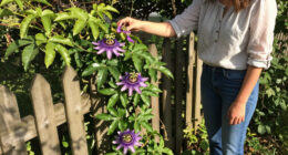 Why I Let My Passionflower Take Over My Fence (And It's Not Just Because It Looks So Good)