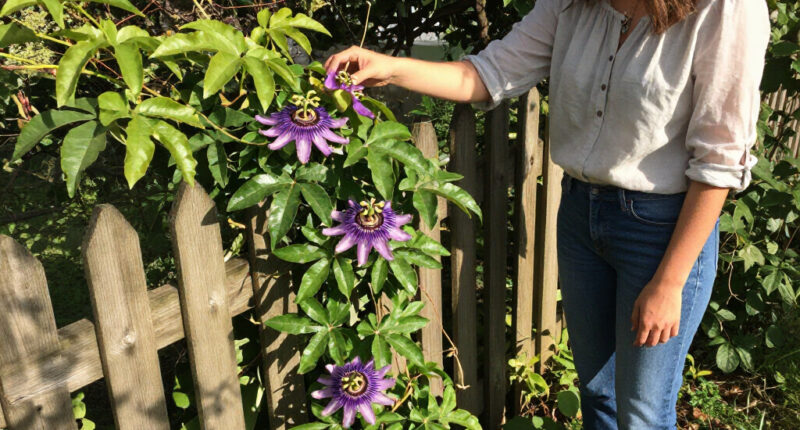 Why I Let My Passionflower Take Over My Fence (And It's Not Just Because It Looks So Good)