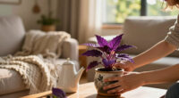 6 Purple Houseplants That Add Instant Drama To Your Home – And They're Low Maintenance, Too!