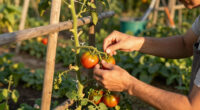 6 Smart Ways To Reuse Spent Tomato Vines (That's Not Just Putting Them In Your Compost)