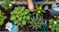 6 Tough Ground Cover Plants To Add To Your Garden In August – Before Weeds Take Over Fall Beds