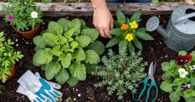 6 Tough Ground Cover Plants To Add To Your Garden In August – Before Weeds Take Over Fall Beds