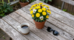 7 Low-Maintenance Fall Flowers That Look Spectacular With Barely Any Effort