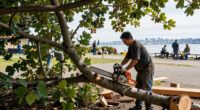 Crews Start To Remove Trees From San Francisco Waterfront Park - NBC Bay Area