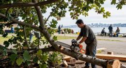 Crews Start To Remove Trees From San Francisco Waterfront Park - NBC Bay Area