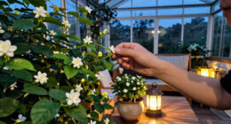 Every Garden Needs One Plant That Smells Better At Night – 7 Fragrant Choices For Dreamy Evenings On The Patio