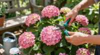 Is Your Hydrangea A Lazy Bloomer? 6 Easy September Fixes To Unlock A Gorgeous Comeback Next Year
