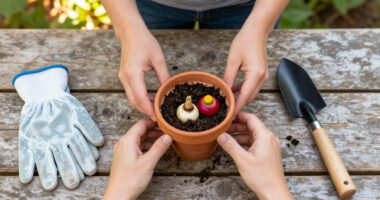 Plant These 6 Bulbs In September For Enchanting Flowers That Appear Like Magic Through Fall