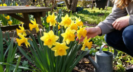 This Daffodil Is Quietly Replacing Classic Yellow Varieties – It’s Fragrant, Long-Lived, And Hardy